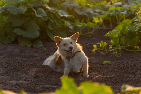 在南瓜叶子之间的地面上的狗 — 图库照片