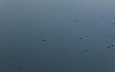 Su Yolcuları veya su üzerinde yüzen gerridae.