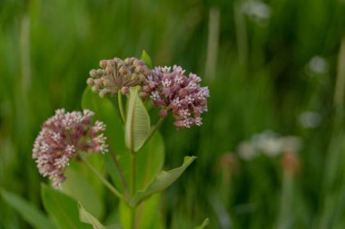 Süt otları yeşil arka planda kapanıyor