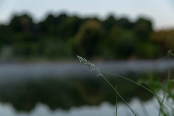 Grön Gräs Foto Tapet Ett Vackert Ljus — Stockfoto