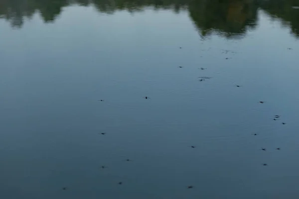 Водолазы Песчанки Плавающие Воде Пруду — стоковое фото