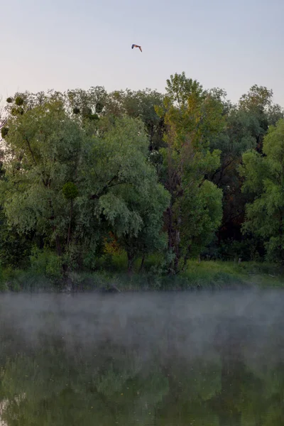 fog over the water of the lake forest is reflected in the water early in the morning before sunrise in summer