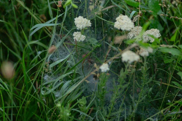 Toile Araignée Autour Des Fleurs Dans Herbe — Photo