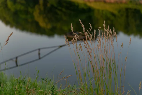 Carex Muhtemelen Sedge Ailesini Gölün Arka Planında Işaretlemiştir — Stok fotoğraf