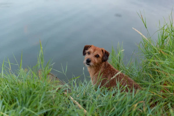红色的狗坐在湖边的草地上 看着摄像机 — 图库照片