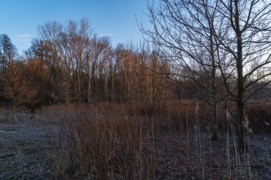Bahar manzarası çıplak ağaçlar ve gün batımında tarlada kuru otlar.