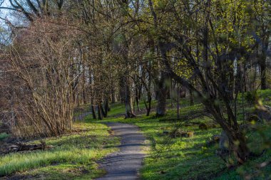 Yazın parkta bir patika. Ağaçlı ve göllü yaz manzarası
