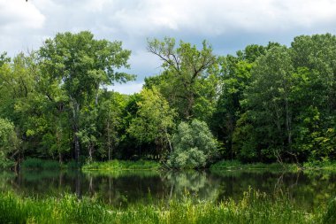 Ağaçların dalları ve sudaki yansımalarıyla ormandaki göl.
