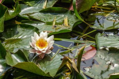 Göldeki nilüferler. Doğanın güzelliği.