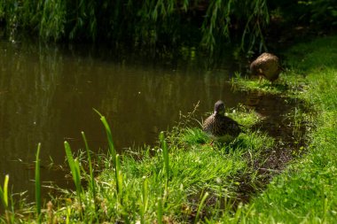 Güneşli bir günde iki ördek yeşil çimlerin üzerinde. Yakın plan..