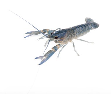 kerevit canlı bir tane beyaz izole kapatmak