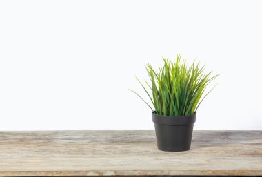 Beyaz arka plan ile ahşap masa üzerinde bitki