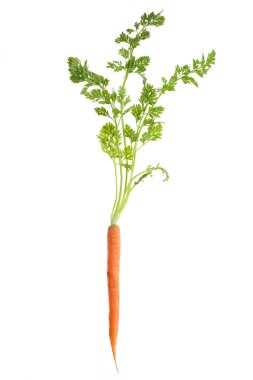 Havuç beyaz üzerine izole
