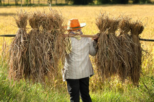 Boer oogsten rijst — Stockfoto