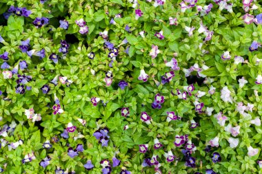 Çiçek arka plan doku güzel Menekşe pembe trompet asma