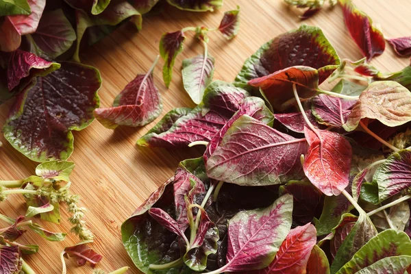 Bayam sayuran segar organik merah — Stok Foto