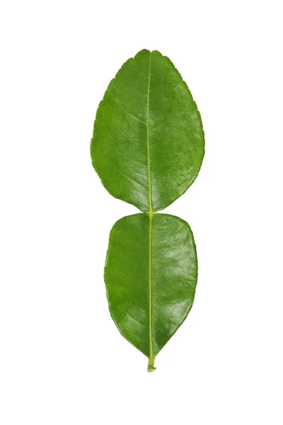 Bergamotte Kaffir Limette Blätter Kraut frische Zutat isoliert — Stockfoto