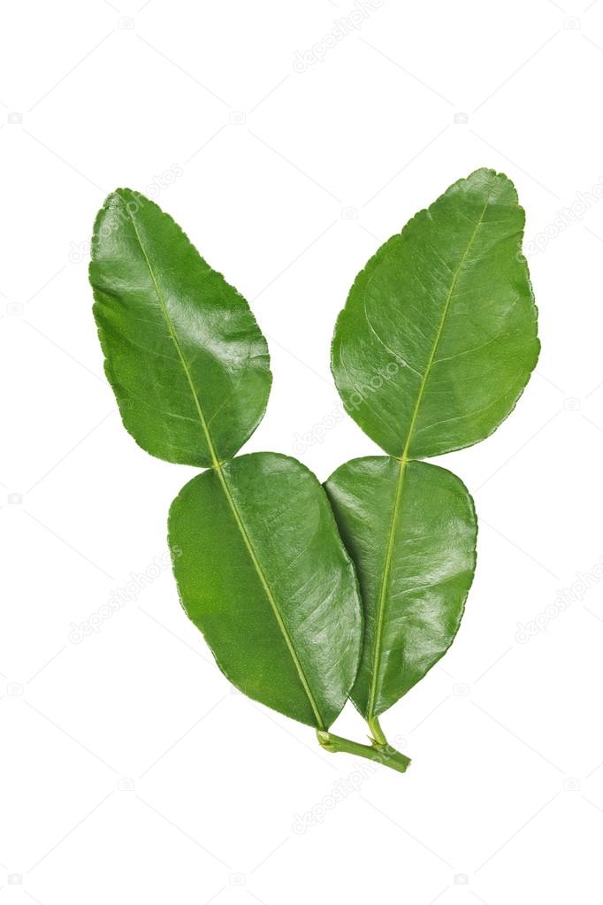 bergamot kaffir lime leaves herb fresh ingredient isolated