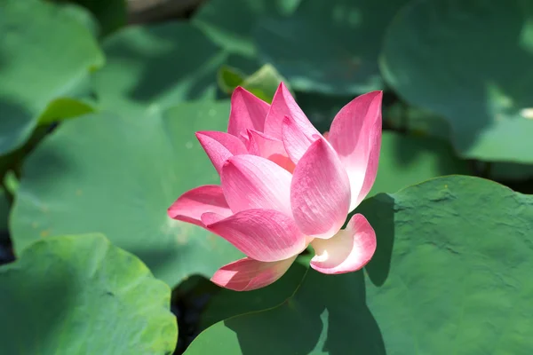 Lotus pink flower pond summer plants beautiful blossom — Stock Photo, Image