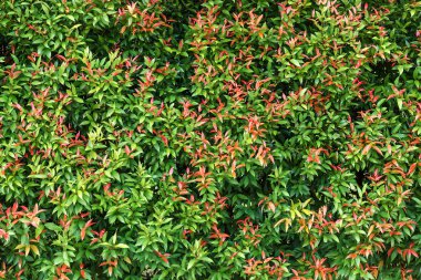 arka plan duvar kağıdı yaprak yeşil doğal doku deseninin