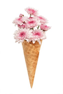 pembe krizantem Dondurma külahı güzel taze çiçek