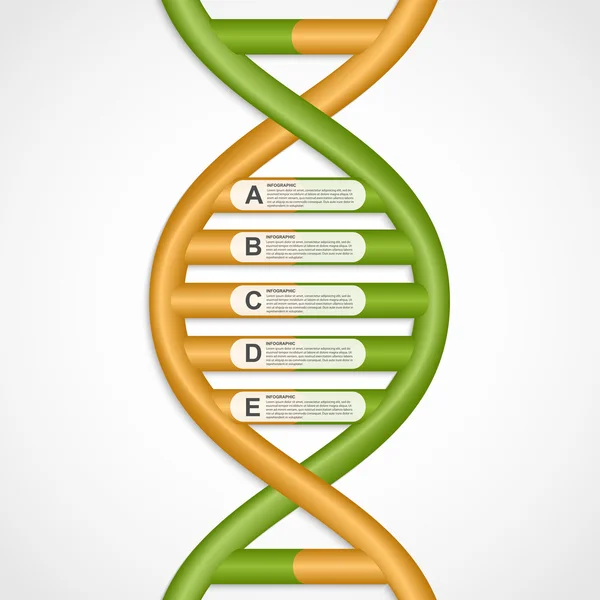 Infographics in the DNA helix form. Vector design element. — Stock Vector