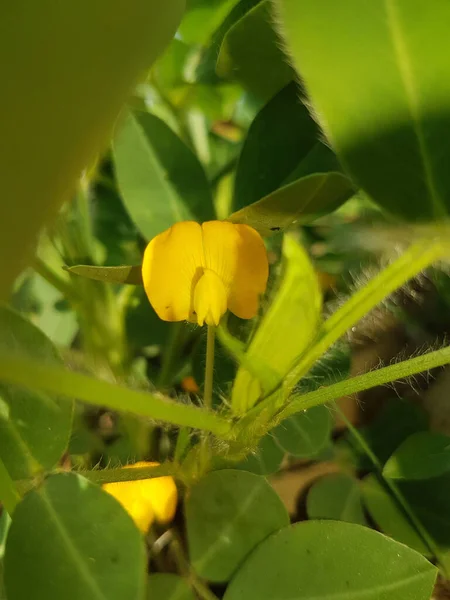 Beautiful Flower Nut Green Field Blooming Flowers Background Beautiful Yellow — Stock Photo, Image