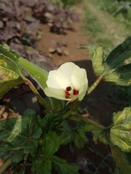 Çiçek Açan Bayanın Bulucu Bitkisinin Pembe Çiçeği Tarlada Yetişen Solanum — Stok fotoğraf