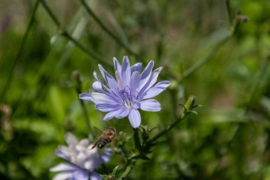 Lila blhende wilde Kornblume