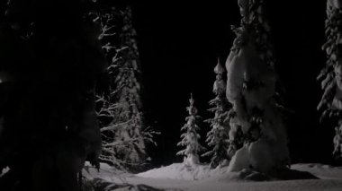 Karlı çam ağaçlarının üzerine kar yağıyor. Akşamları ya da gece ormanda.