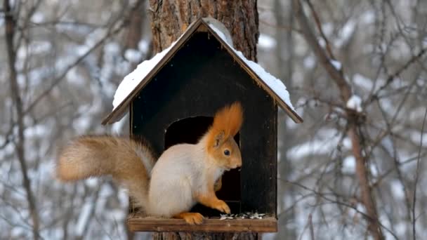 Ardilla en el bosque de invierno en alimentador comer nueces — Vídeos de Stock