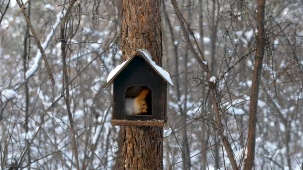 Wiewiórka w zimowym lesie na karmniku jedząc orzechy — Wideo stockowe