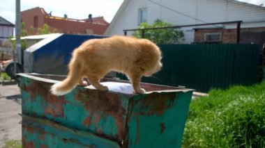 Çöp konteynırında yemek arayan evsiz bir kedi. Hayvanları koruma sorunu