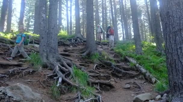 Familia Senderismo Al aire libre. Caminar con mochilas en el bosque. — Vídeo de stock