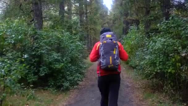 Wędrowiec z plecakiem spacerujący po lesie. trekking jesienny — Wideo stockowe