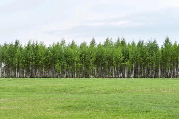 Birchwood ufuk ve yeşil çimen