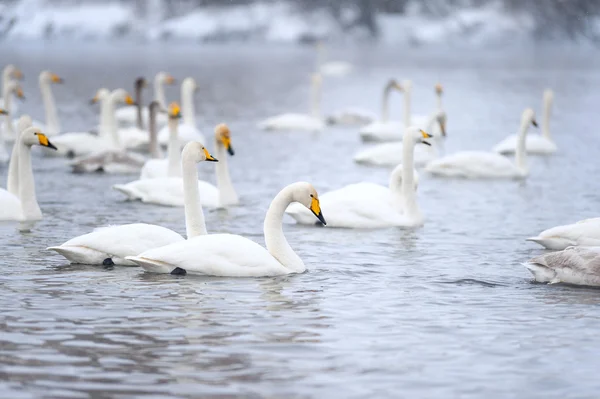 Un troupeau de cygnes blancs flottant sur le lac dans la neige — Photo