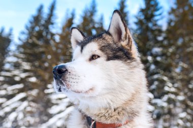 Husky köpek mesafe içine arıyorum. T arka planı