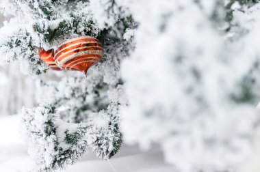 Bir Noel ağacı ve kırmızı top karla kaplı dalı