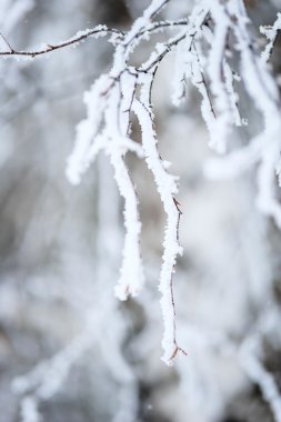 Huş ağacı dalları kışın Frost