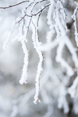 Huş ağacı dalları kışın Frost