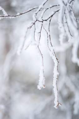 Huş ağacı dalları kışın Frost