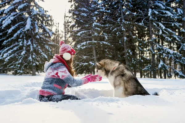 Mladá dívka živí psí malamut zimní — Stock fotografie