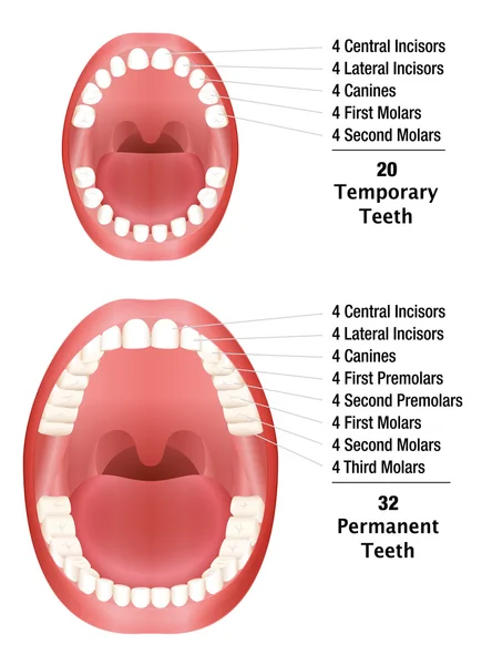 Dientes Comparar Temporal Permanente — Vector de stock