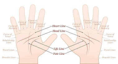 Palmistry Sağ Sol El Beyaz