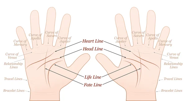 Palmistry höger vänster hand vit — Stock vektor