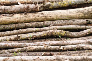 Mayo ile eski odun yığını