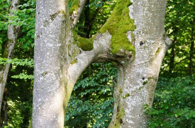 Kayın ağaç gövdeleri yapışık, Inosculation