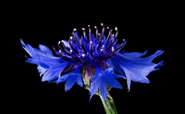 Kornblume Seitenansicht auf schwarzem Hintergrund — Stockfoto