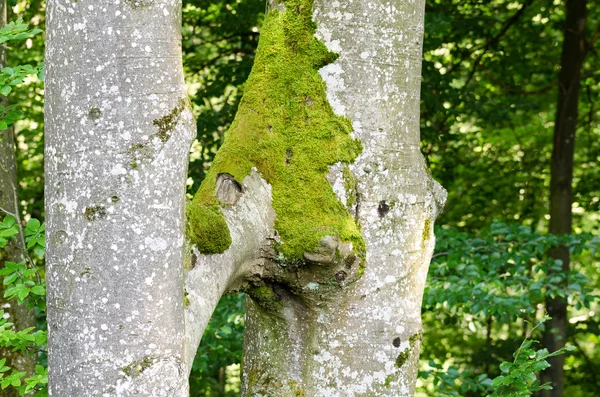 İki kayın ağaçlarının birlikte, Inosculation büyümek